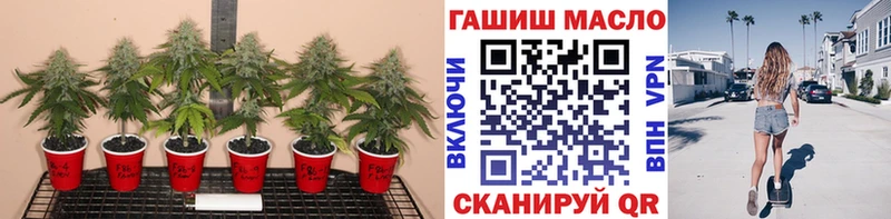наркотики  дарк нет Telegram  ТГК гашишное масло  Невель 